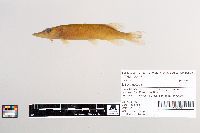 Esox lucius image