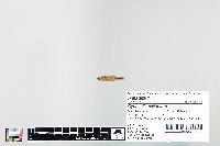Cyprinella spiloptera image