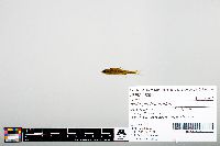 Notropis heterodon image