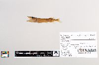 Esox lucius image