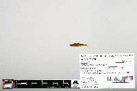 Notropis heterodon image