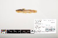 Noturus flavus image