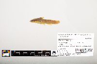 Noturus flavus image