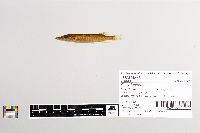 Esox lucius image