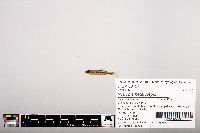 Notropis heterolepis image