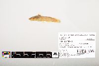 Noturus flavus image