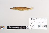 Esox lucius image