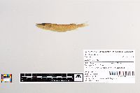 Esox lucius image