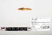 Noturus flavus image