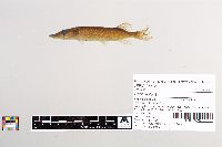 Esox lucius image