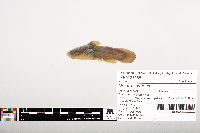 Noturus gyrinus image