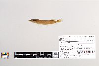Esox lucius image