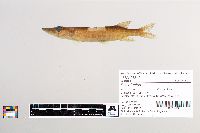 Esox lucius image