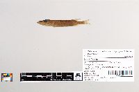 Esox lucius image