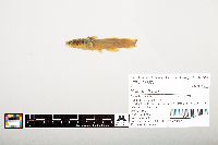 Noturus flavus image