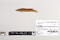 Esox lucius image
