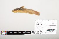Noturus flavus image