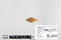 Lepomis macrochirus image
