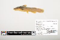 Noturus flavus image