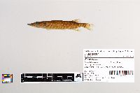 Esox lucius image