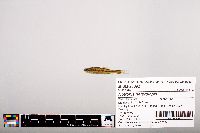 Notropis heterolepis image