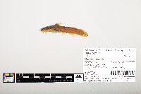 Noturus flavus image