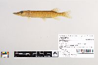 Esox lucius image