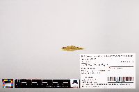 Notropis heterolepis image