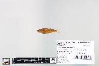 Cyprinella spiloptera image