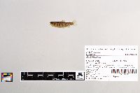 Salmo trutta image