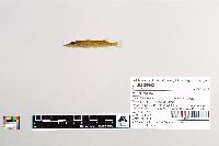 Esox lucius image