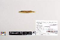 Esox lucius image