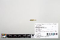 Notropis hudsonius image
