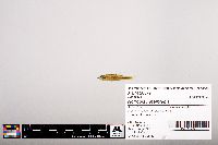 Notropis heterolepis image