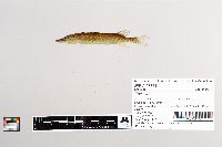 Esox lucius image