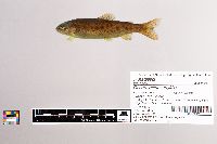 Oncorhynchus mykiss image