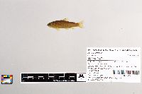 Salmo trutta image