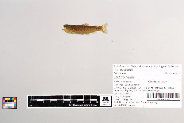 Salmo trutta image