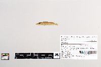 Esox lucius image