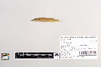 Esox lucius image