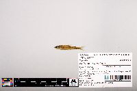 Notropis heterolepis image