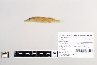 Esox lucius image