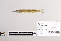 thumbnail image of current specimen