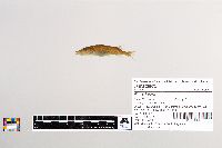 Esox lucius image