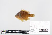 Lepomis gibbosus image
