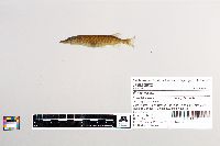 Esox lucius image