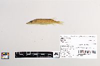 Esox lucius image