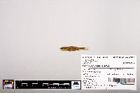 Notropis heterolepis image