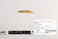 Esox lucius image