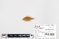 Lepomis gibbosus image